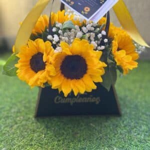 img_8114 Girasol x 6