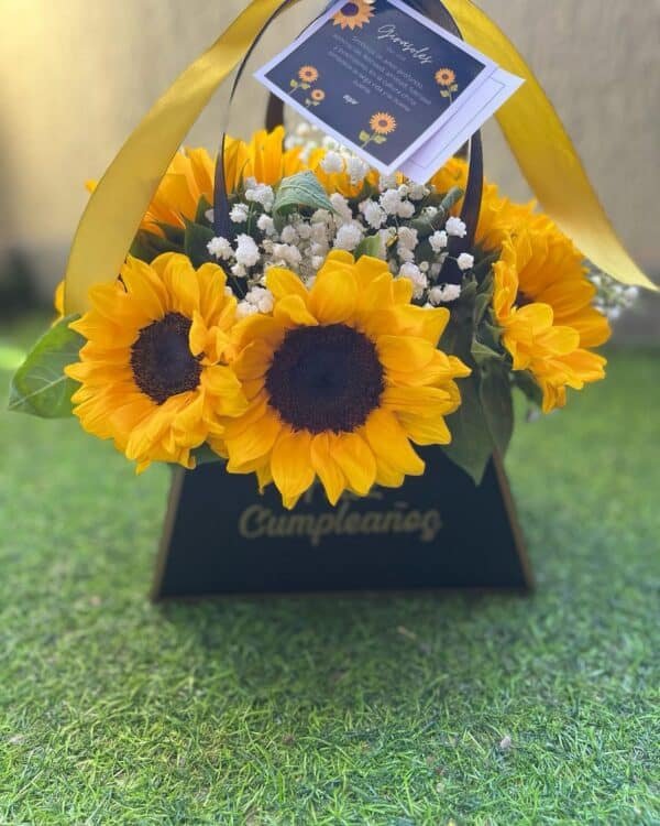 Girasol x 6